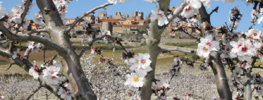Imagem das amendoeiras em flor, da autoria de CM Figueira de Castelo Rodrigo